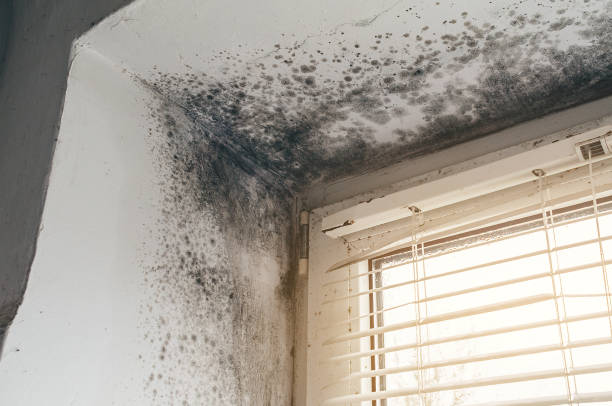 Affordable Mold Cleanup solutions in Jericho, NY